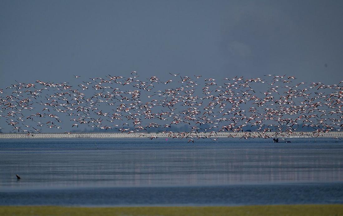 Tufë flamingosh mbi ujin e Lagunës së Nartës