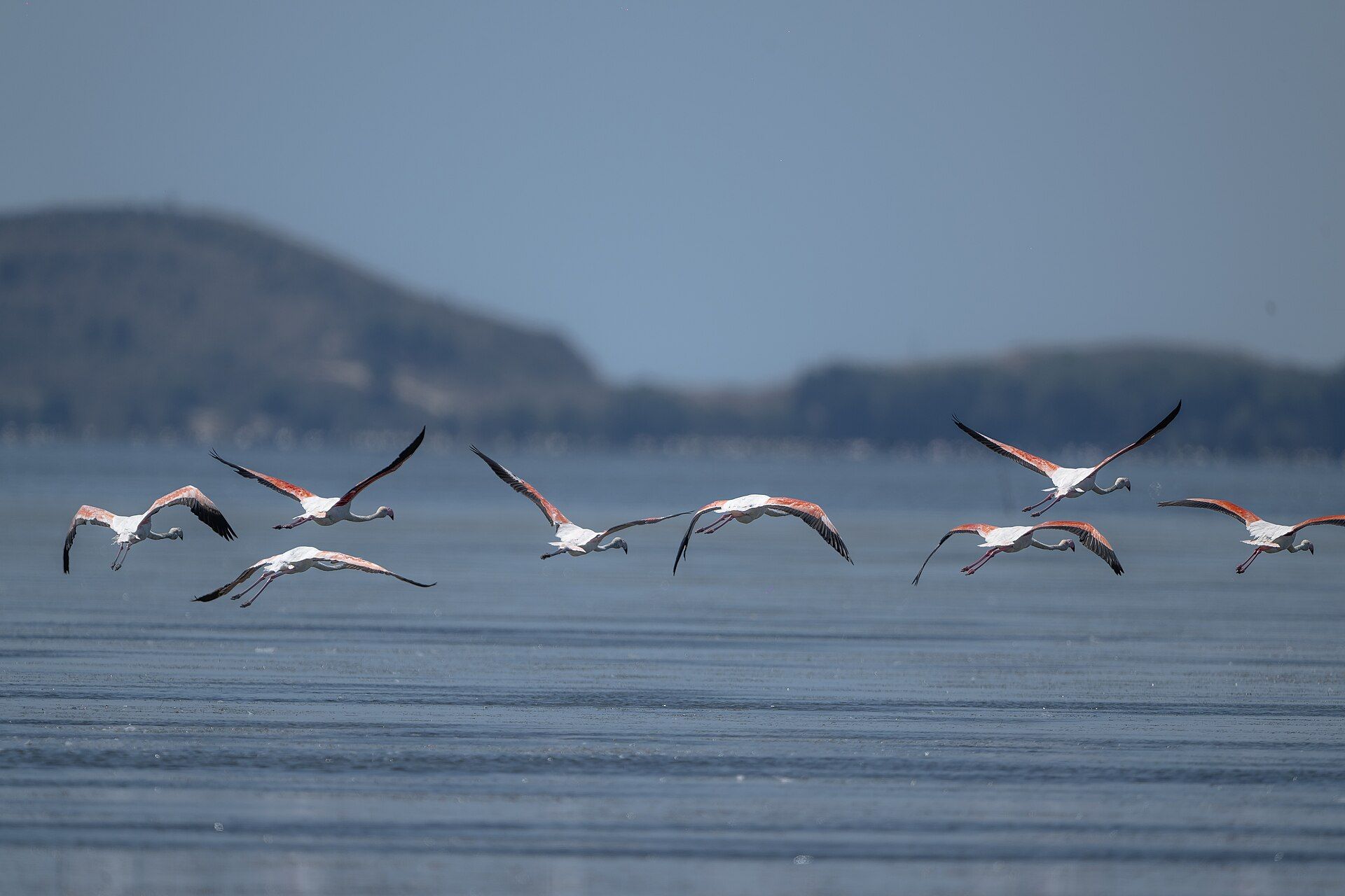 Flamingo në fluturim mbi Lagunën e Nartës